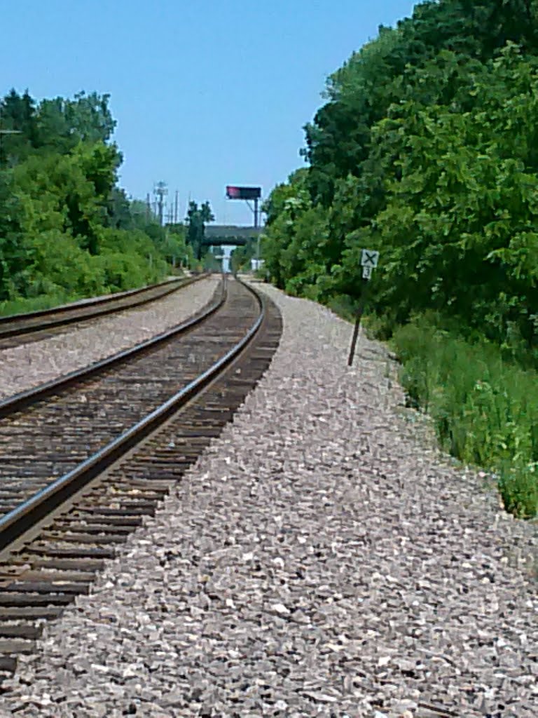 Tracks on the river trail