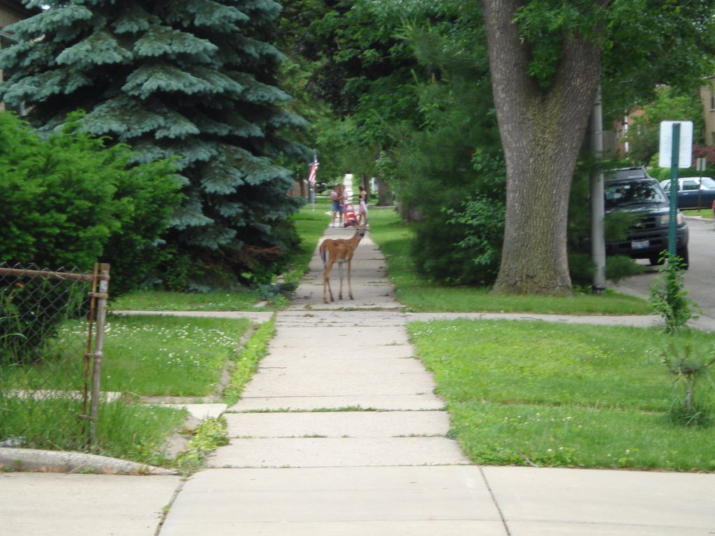 Elmwood Park, IL