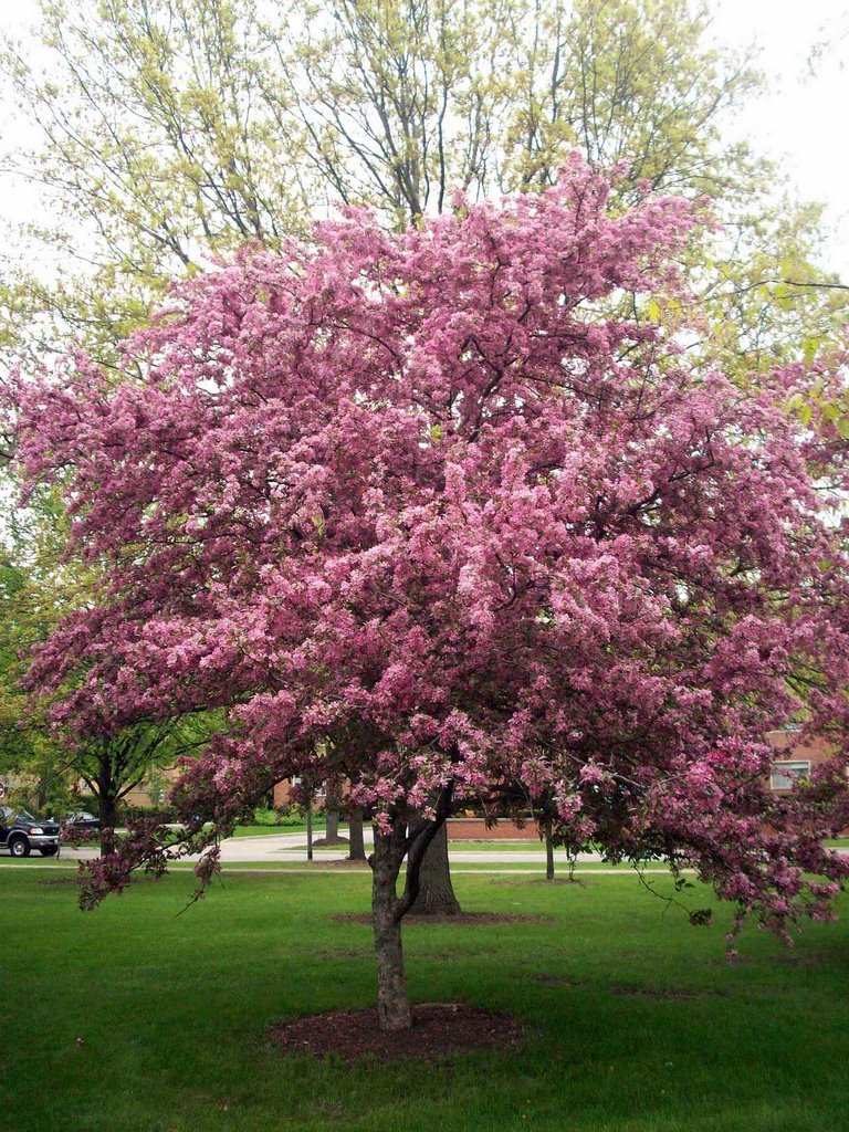 Crabapple Tree - Spring 2008