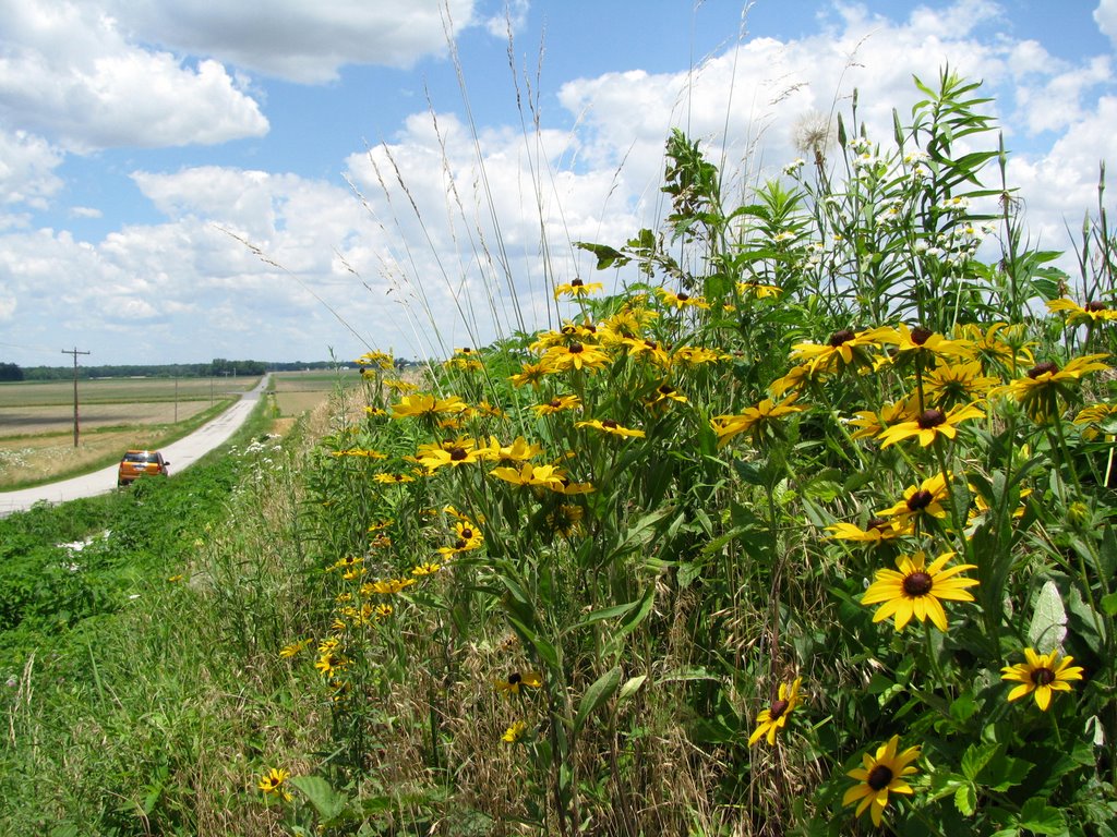 Black-Eyed Susans South of Mascoutah