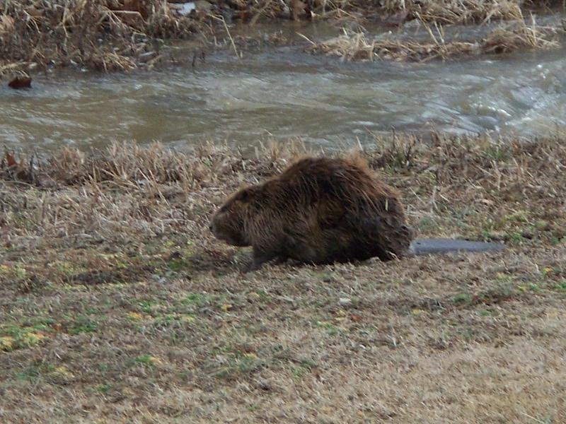 Illinois beaver