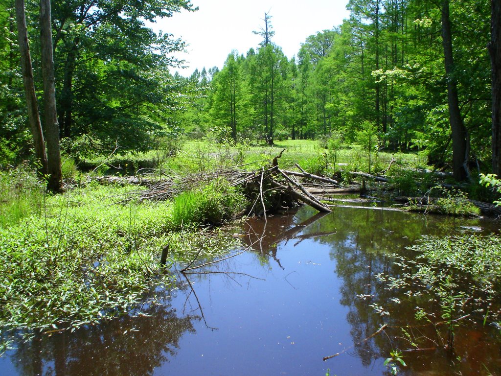 Heron Pond