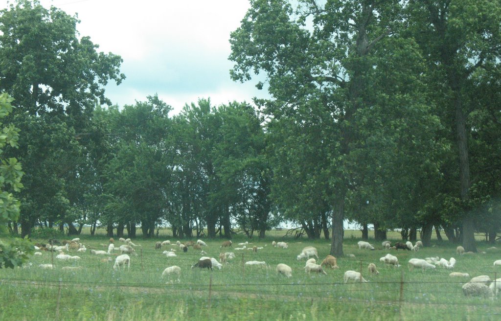 Sheep near Sheffield