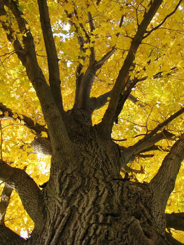 Maple Tree