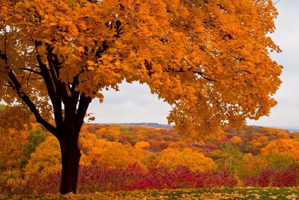 Fall Colors on Grandview Drive