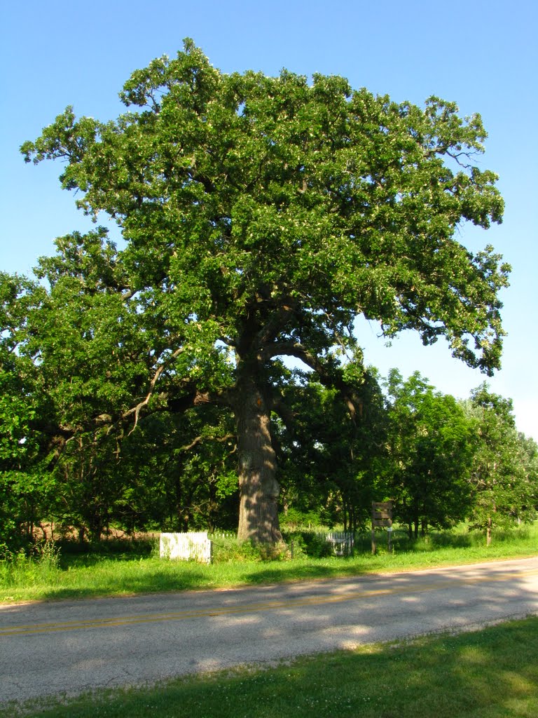 Witness Tree