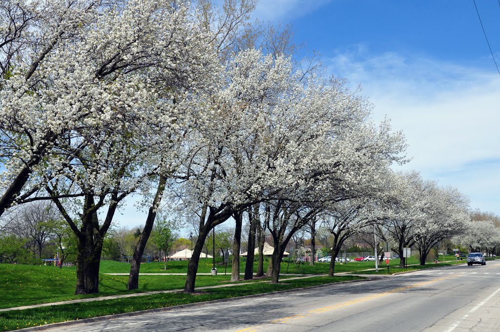 Lovelace Park - Evanston - Spring 2013