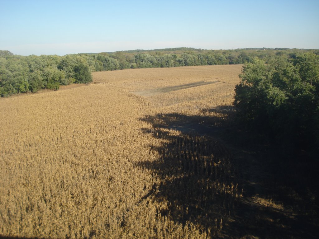 dry crop field