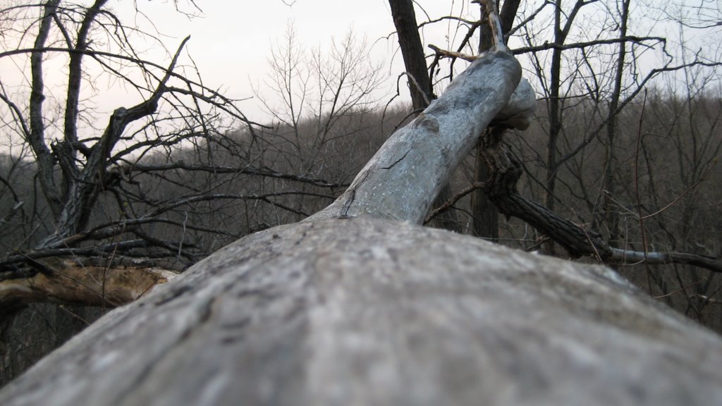 Log