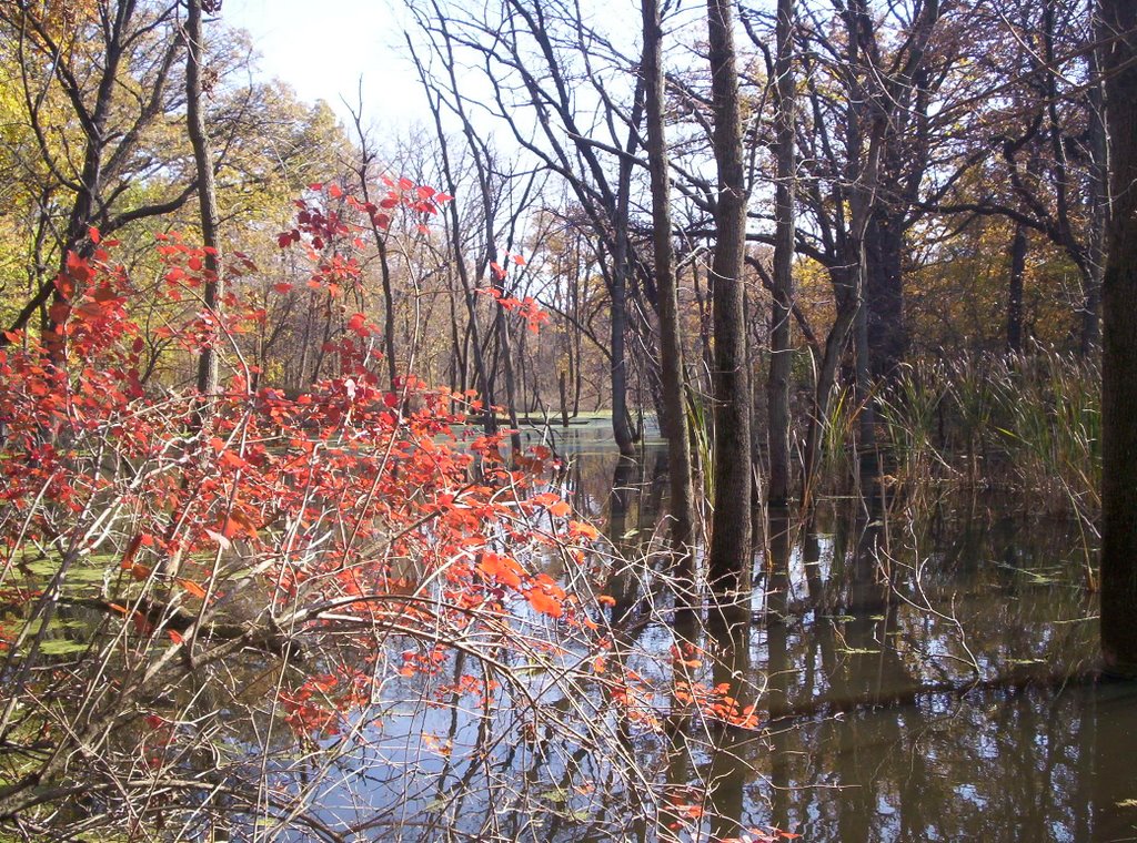 Lagoon at Lansing Woods Forest Preserve