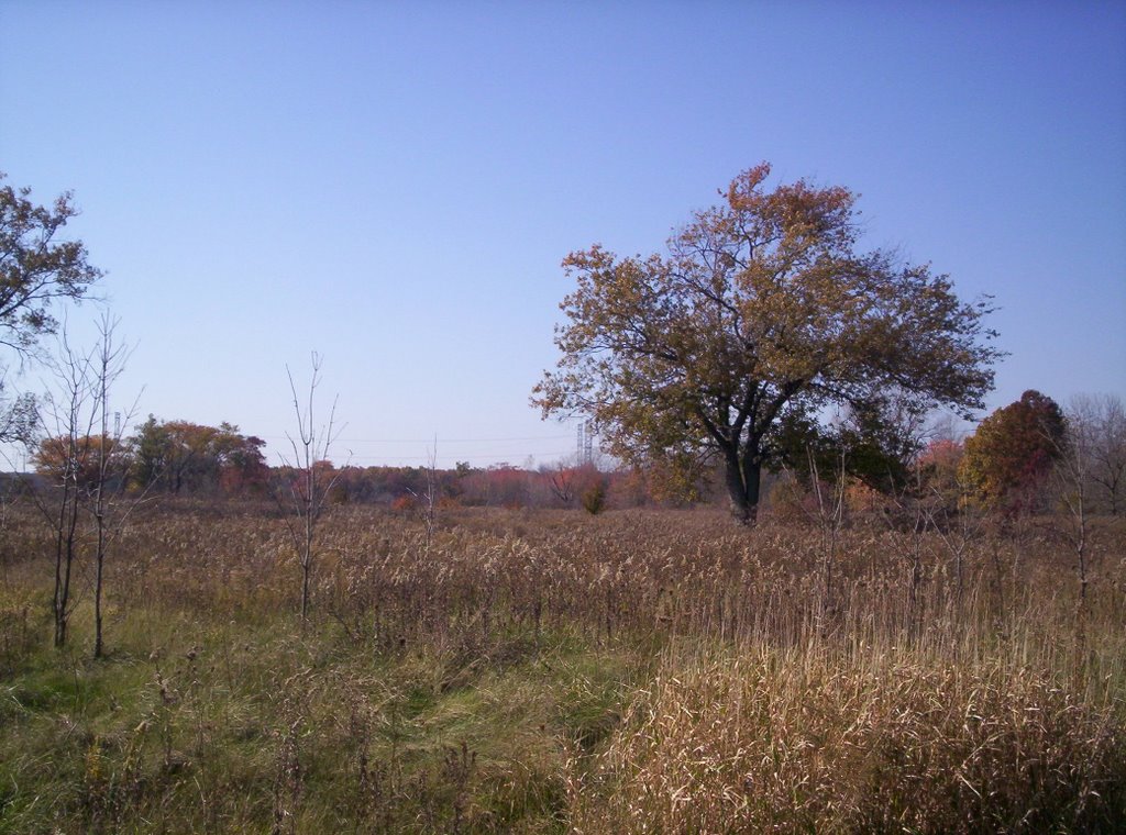 Savanna at North Creek Meadow Forest Preserve