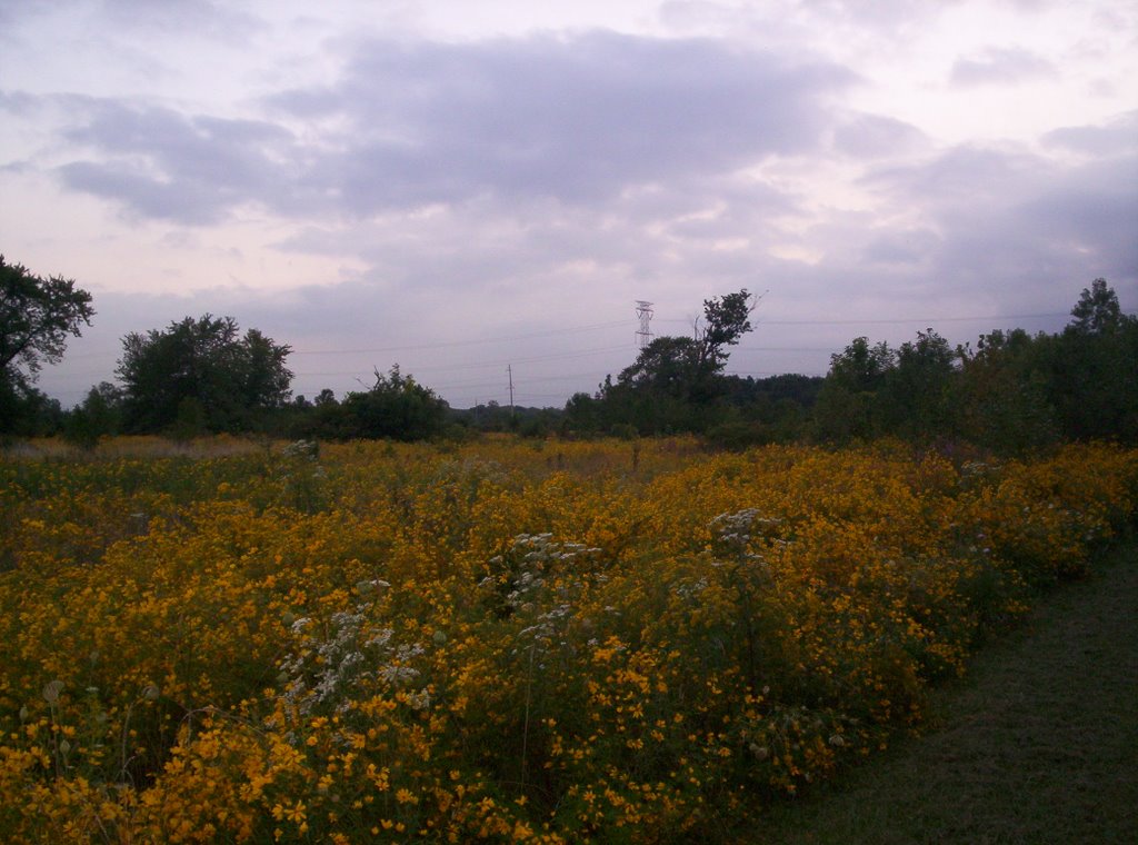 Late summer blooms