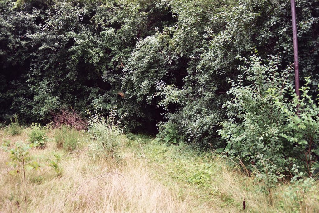 Abandoned Industrial Site, 2008