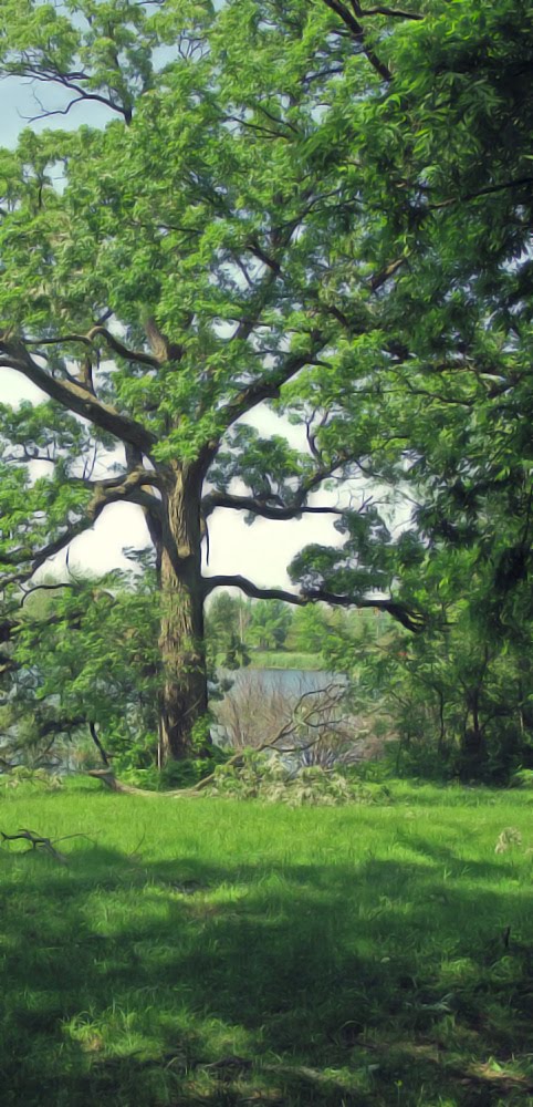 Dyer Tree