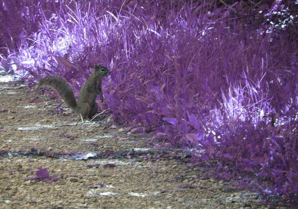 Dyer Squirrel