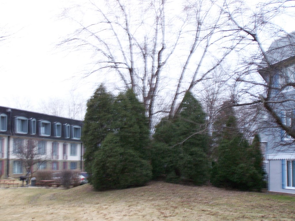 Trees outside 1354 building