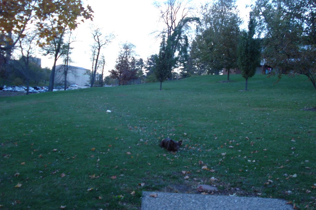 tee pad