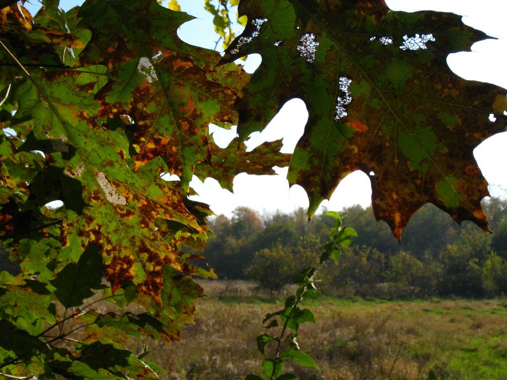 Northern Red Oak, Fall 07