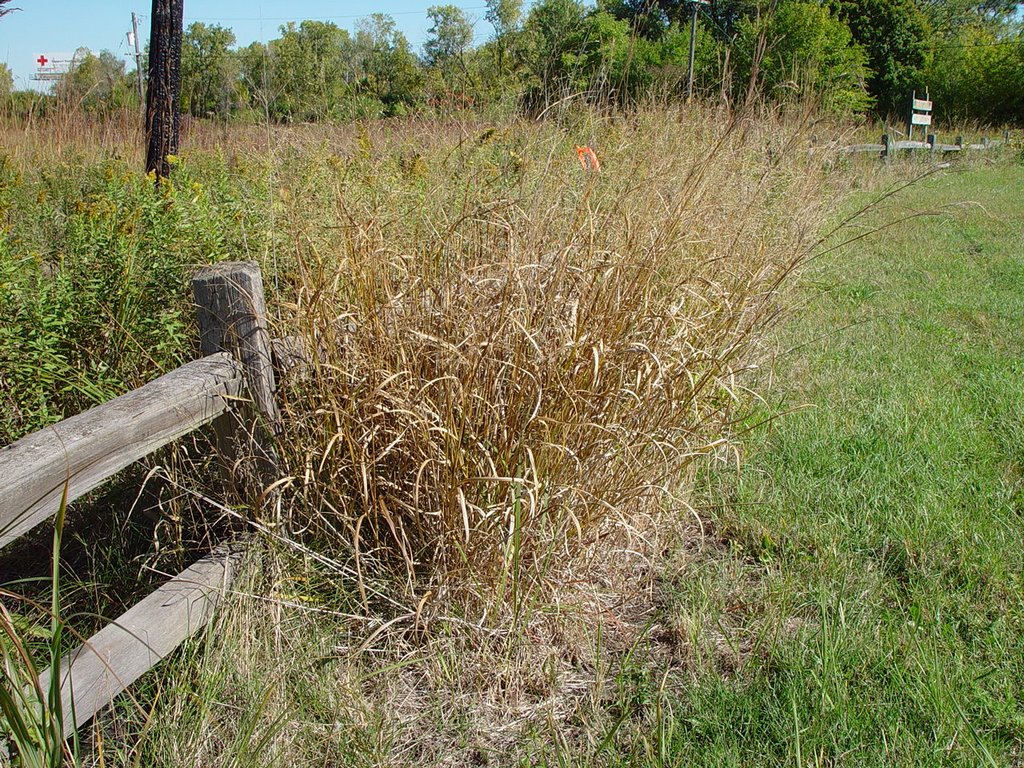 October at Dropseed