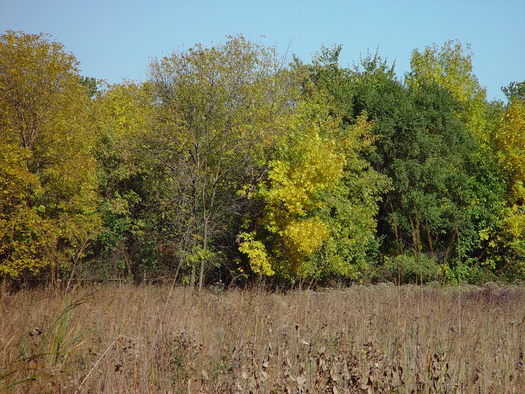 Inside Dropseed II