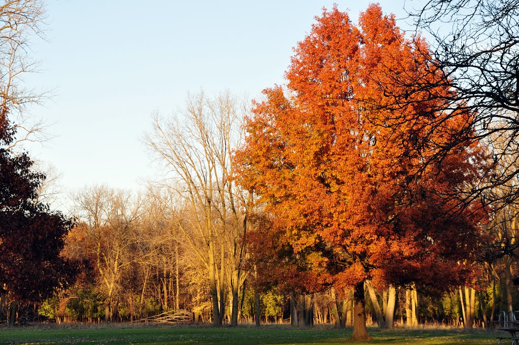 Autumn Colors - St Paul Wood / Morton Grove