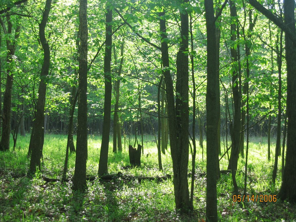 St.Pauls Woods