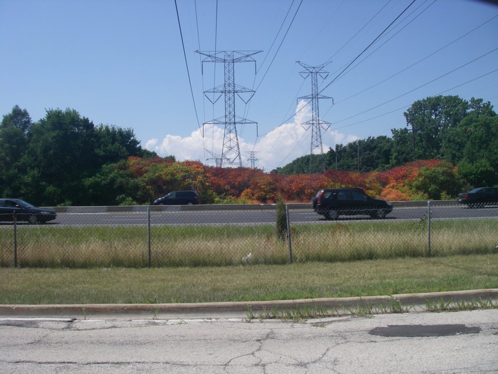 Trees Under the Powerlines in Skokie, IL