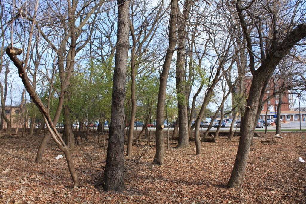 Forest preserve and the train station