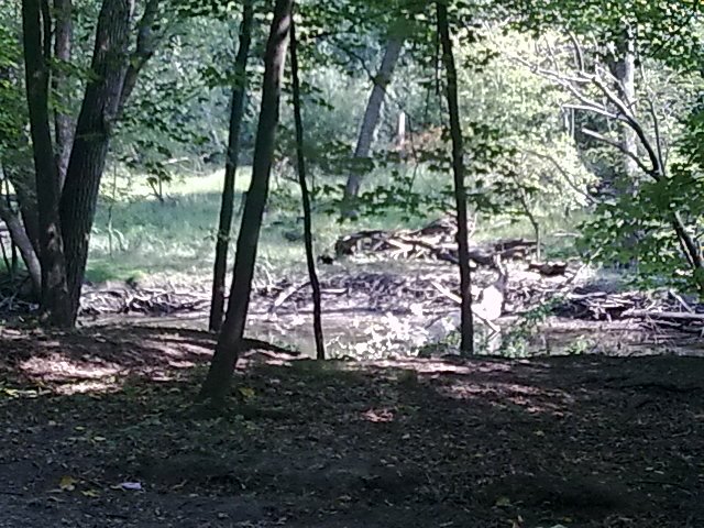 forest shot