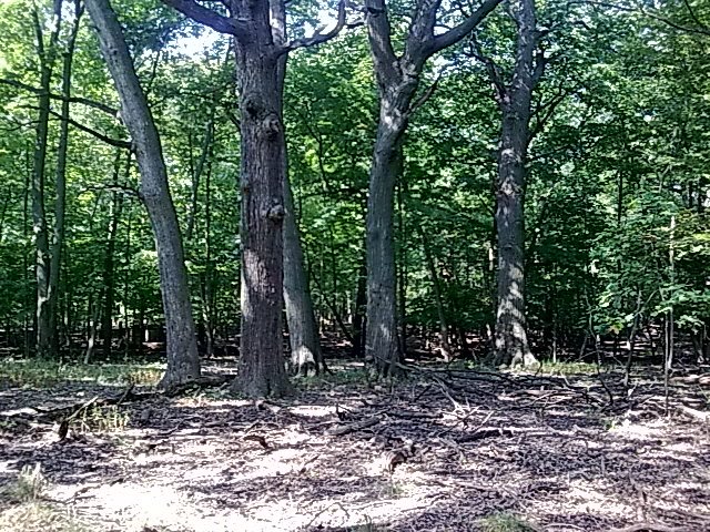 trees