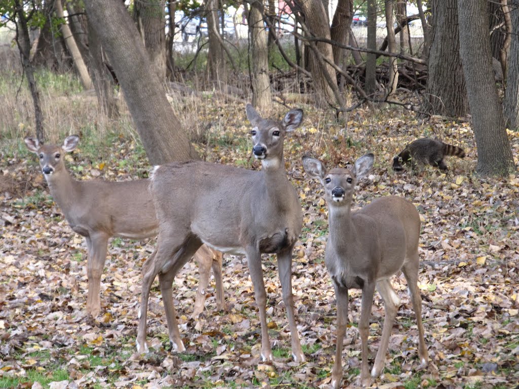 Wow, what does she want, does she have food for us. Well they are young and curious..at St.Pauls Forest Preserve in Morton Grove Illinois