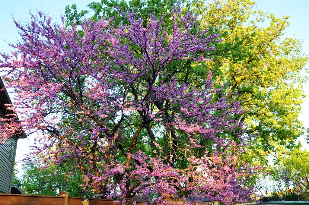 Skokie - Colors of Spring