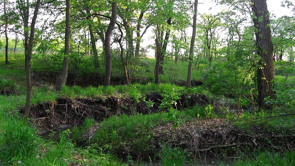 Near Chicago River, St. Paul Woods