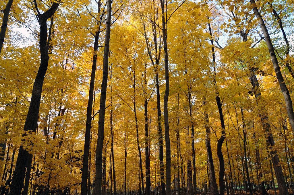 Colors or Autumn - The yellow in St. Paul woods