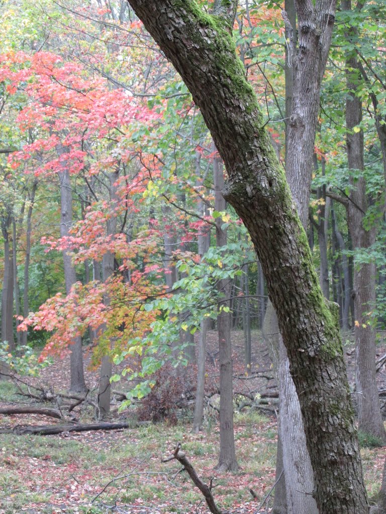 Forest Preserve in Morton Grove, Il, wow Fall in the Forest fall leaves and moss on the trees...