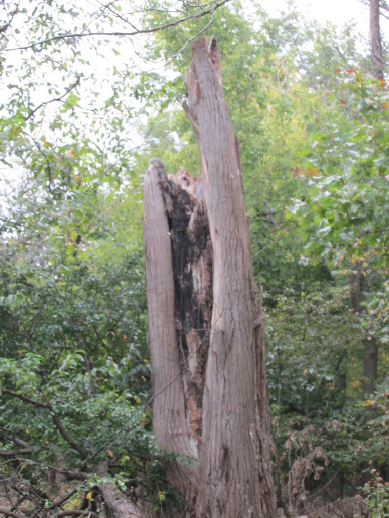 Forest Preserve in Morton Grove, Il, Broken Tree becomes Playground for 2 squirrels  (Top Left!)