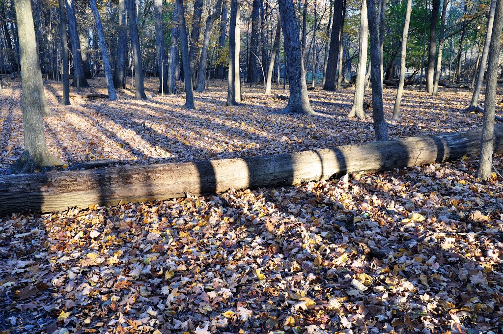 Les Feuilles Mortes - St Paul Wood - Autumn leaves