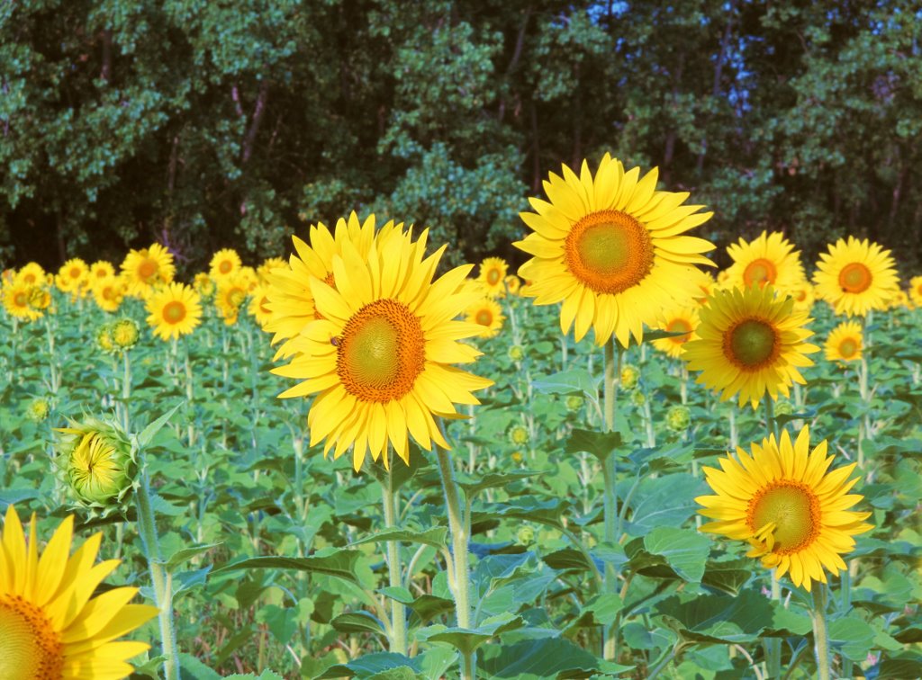 Sunflower Field