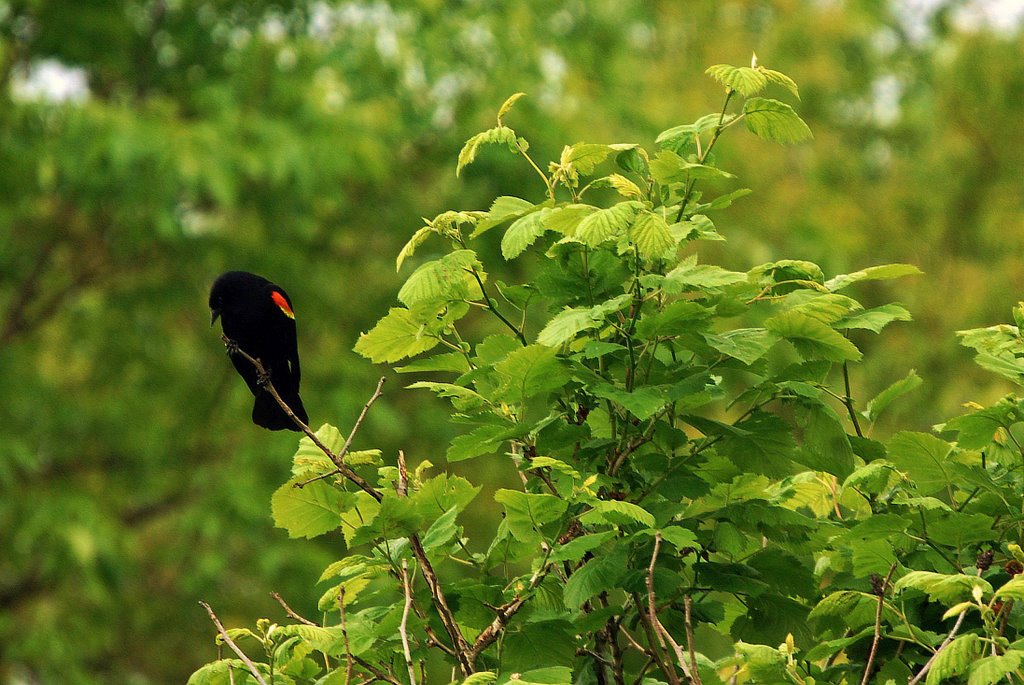 Red Wing On a Branch