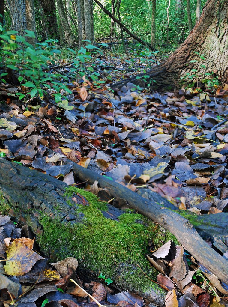 Fall Leaves in forest