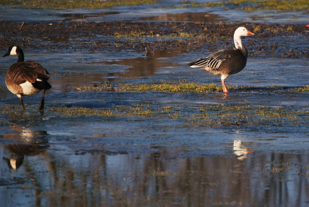 Albino goose