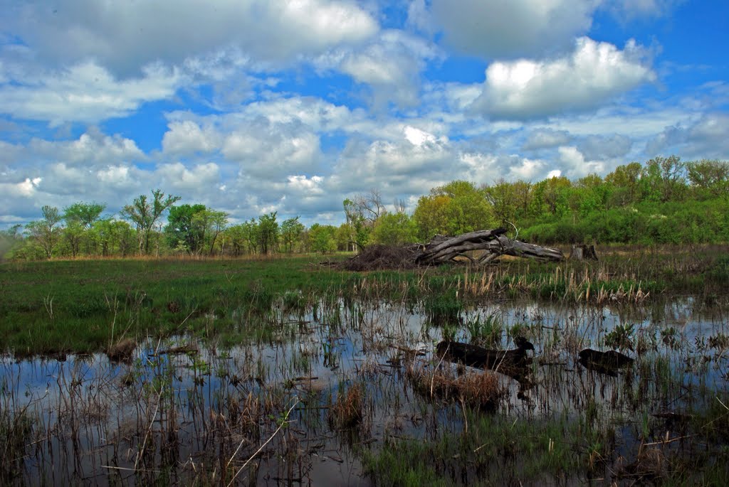 Rotting Log Reflection and Sky