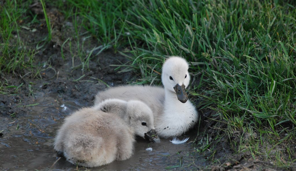 Swan chicks playing in mud