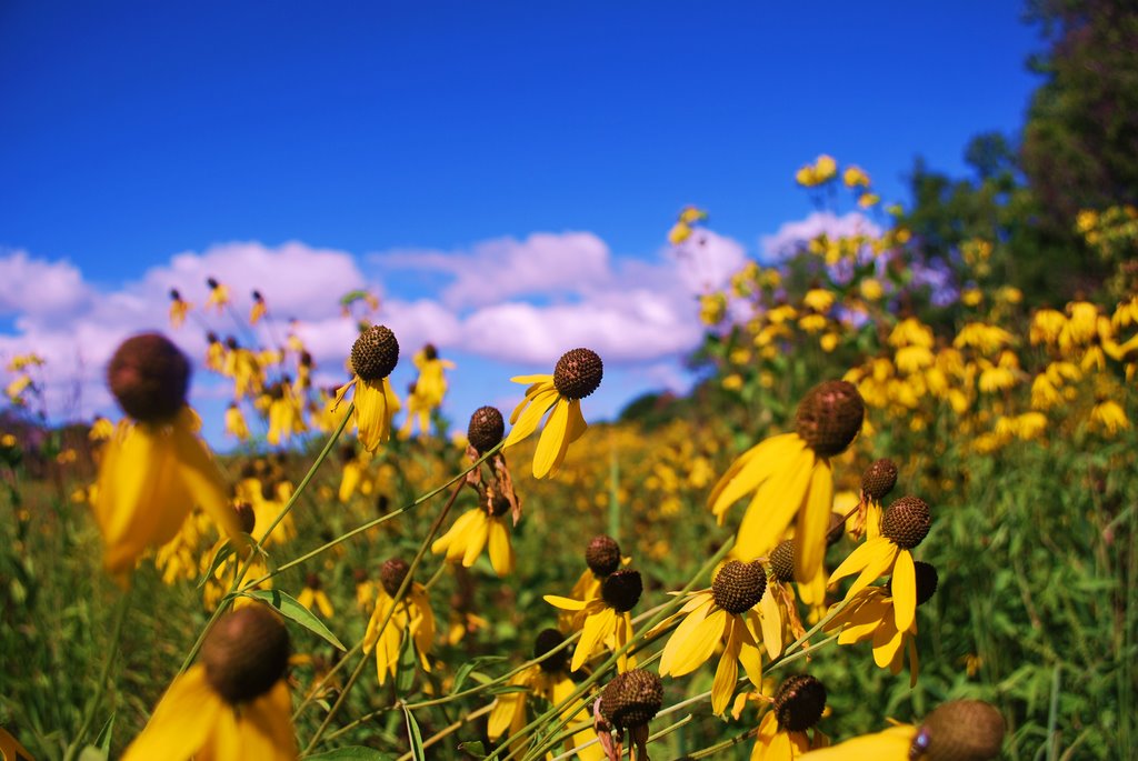 Fields of flowers