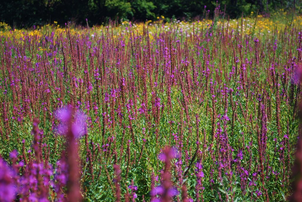 Purple-stained fields