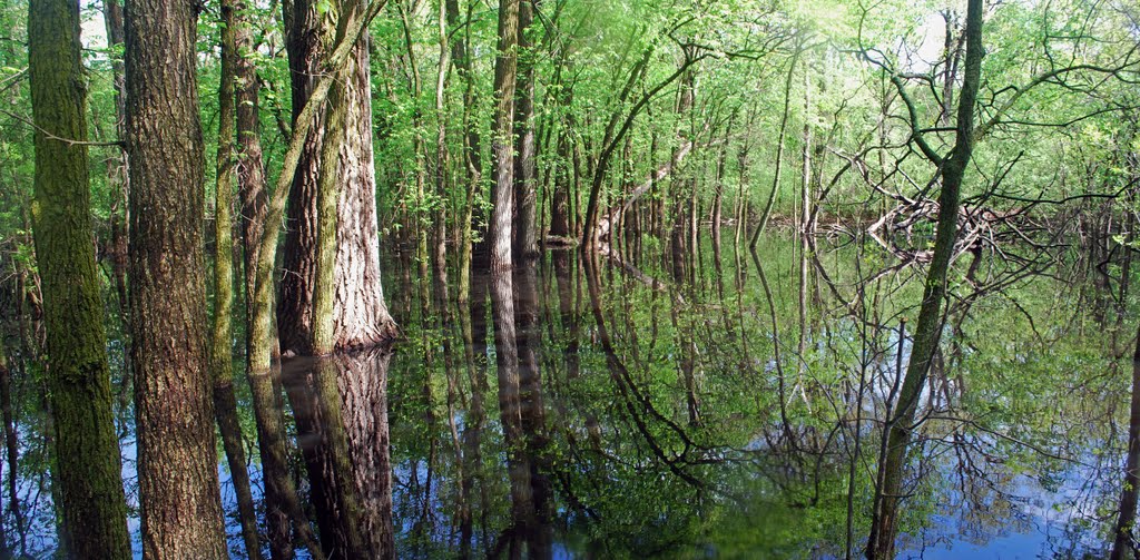 Flooded Forest Panoramio