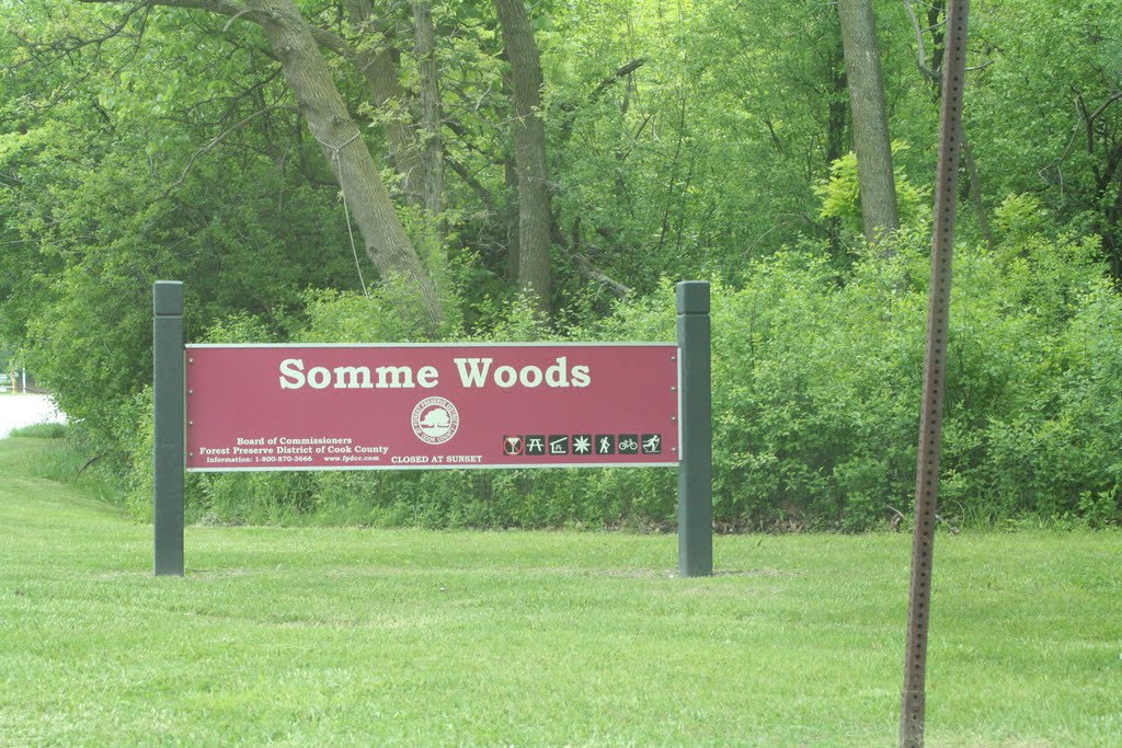 Somme Woods