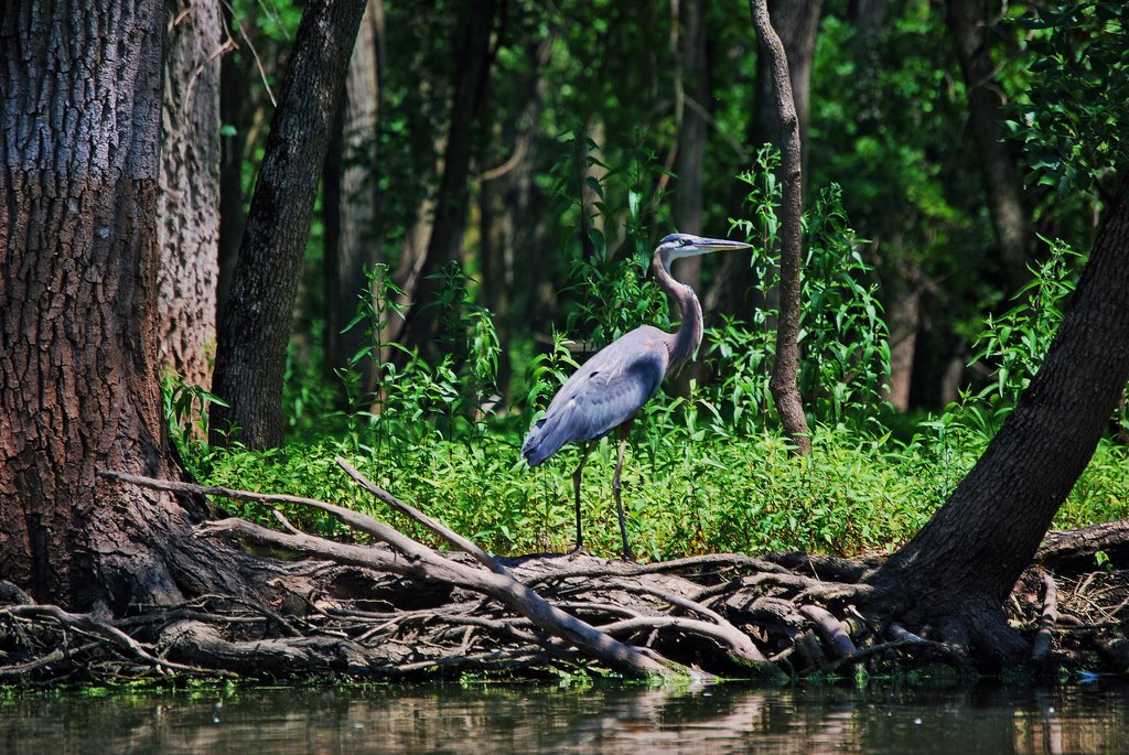 Great Blue Heron at Skokie Lagoon