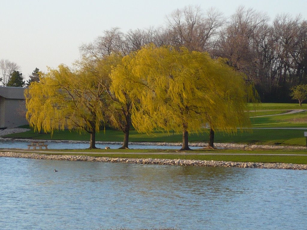tree on lake