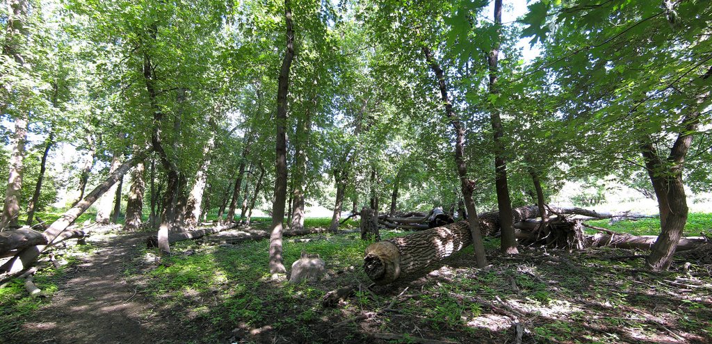 Beaver Activity near Des Plaines River